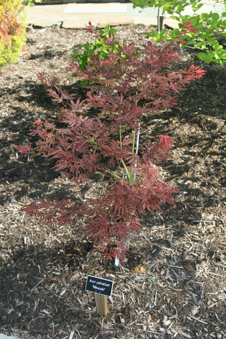 Acer palmatum 'Mikazuki' Japanese Maple
