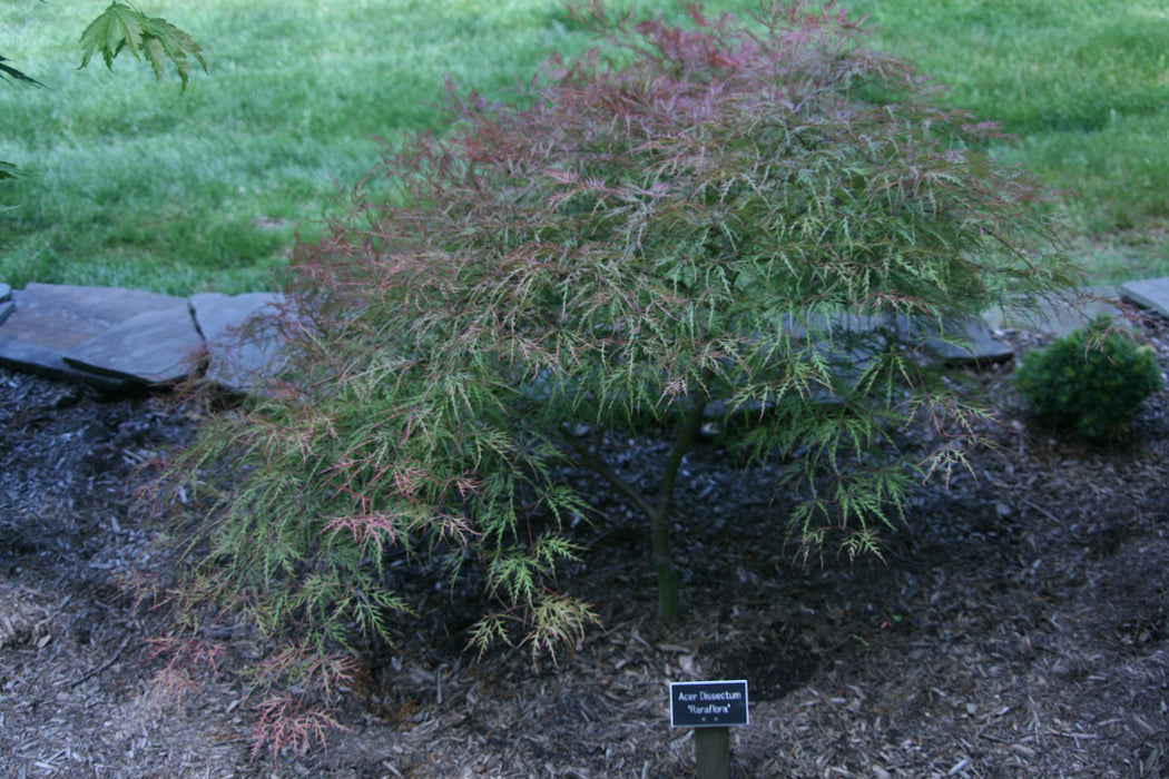 FOR PICKUP ONLY | Acer palmatum 'Raraflora' Weeping Japanese Maple | DOES NOT SHIP