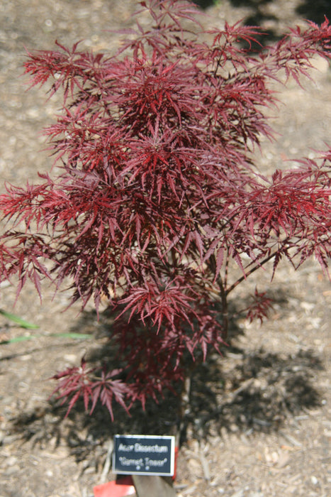 Acer palmatum 'Garnet Tower' Japanese Maple