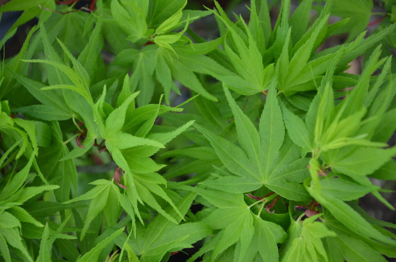 Test Product Mikawa - Mr Maple │ Buy Japanese Maple Trees