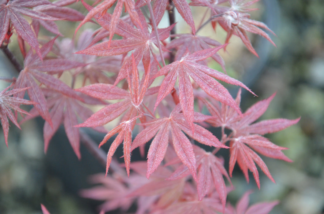 Acer palmatum 'Attraction' Superbum Japanese Maple Tree