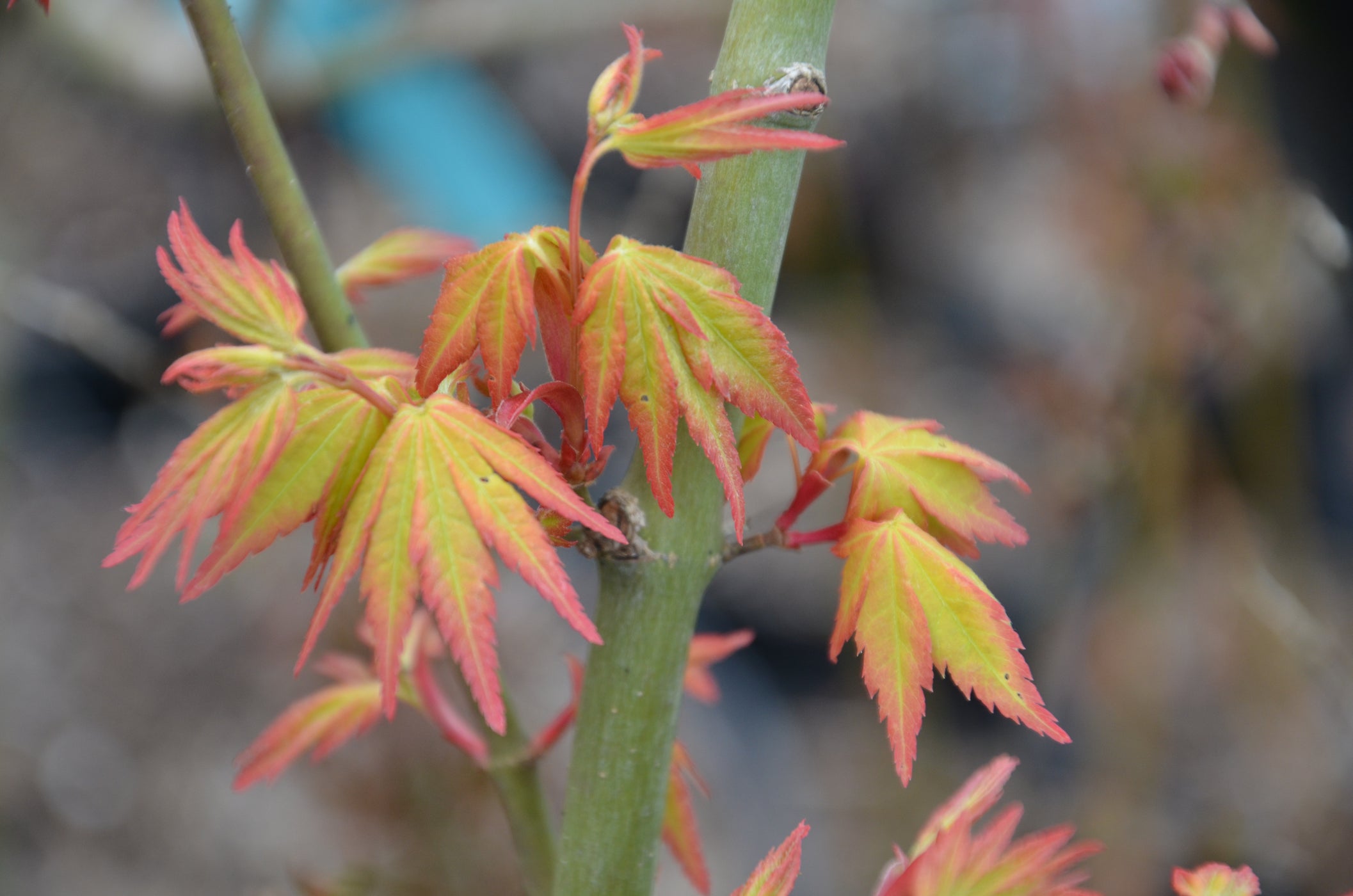 Buy Acer Palmatum Orange Dream Japanese Maple — Mr Maple │ Buy Japanese Maple Trees 