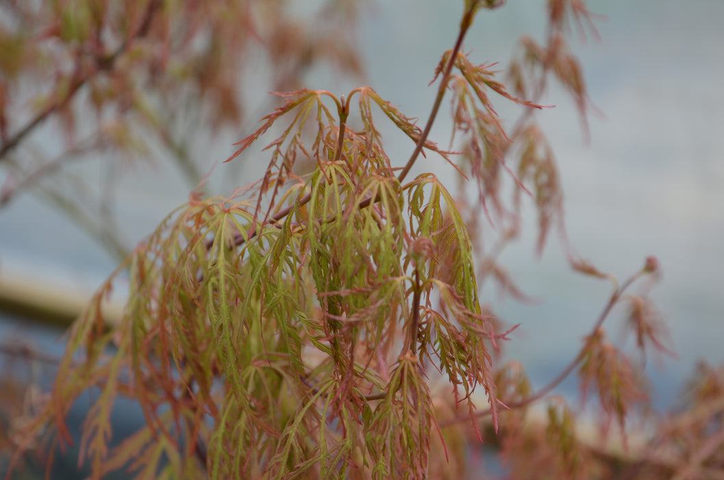 Acer palmatum 'Chantilly Lace' Japanese Maple