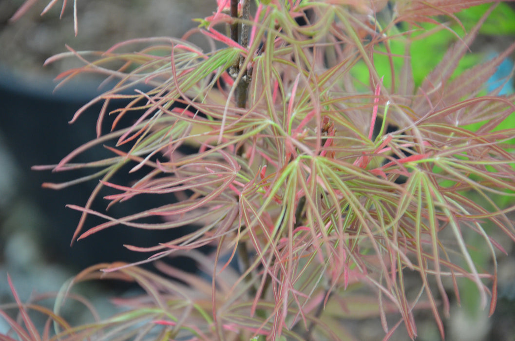 Acer palmatum 'Villa Taranto' Japanese Maple