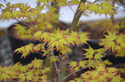 - Acer palmatum 'Orange Dream' Japanese Maple - Mr Maple │ Buy Japanese Maple Trees