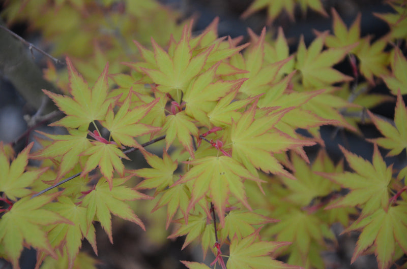 - Acer palmatum 'Orange Dream' Japanese Maple - Mr Maple │ Buy Japanese Maple Trees