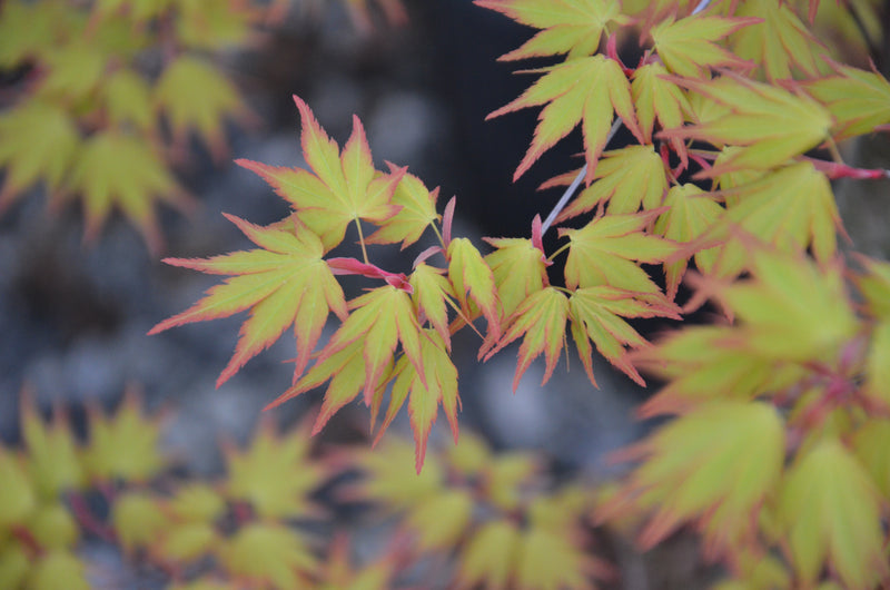 - Acer palmatum 'Orange Dream' Japanese Maple - Mr Maple │ Buy Japanese Maple Trees