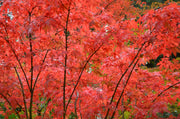 - Acer palmatum 'Osakazuki' Japanese Maple - Mr Maple │ Buy Japanese Maple Trees