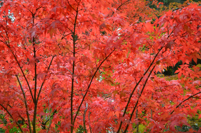 - Acer palmatum 'Osakazuki' Japanese Maple - Mr Maple │ Buy Japanese Maple Trees