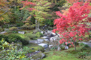 - Acer palmatum 'Osakazuki' Japanese Maple - Mr Maple │ Buy Japanese Maple Trees