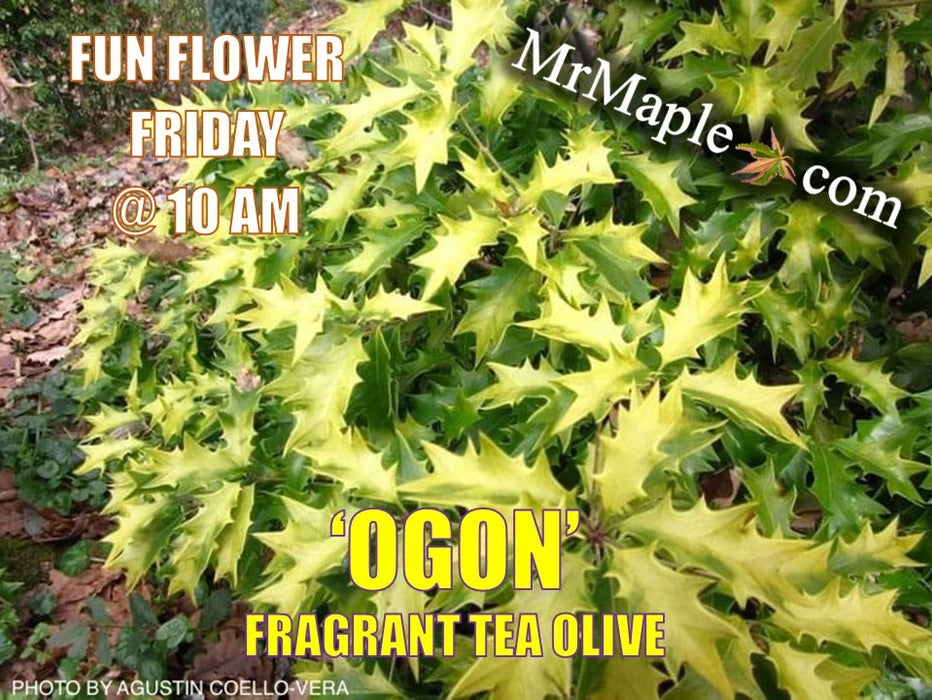Osmanthus heterophyllus 'Ogon' Yellow Fragrant Tea Olive