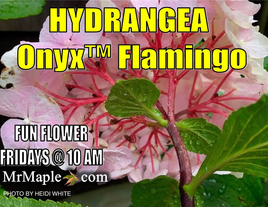 Hydrangea macrophylla ‘Onyx Flamingo’ Black Stem Hydrangea