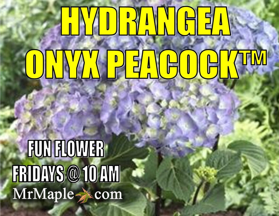 Hydrangea macrophylla ‘Onyx Peacock’ Black Stem Hydrangea