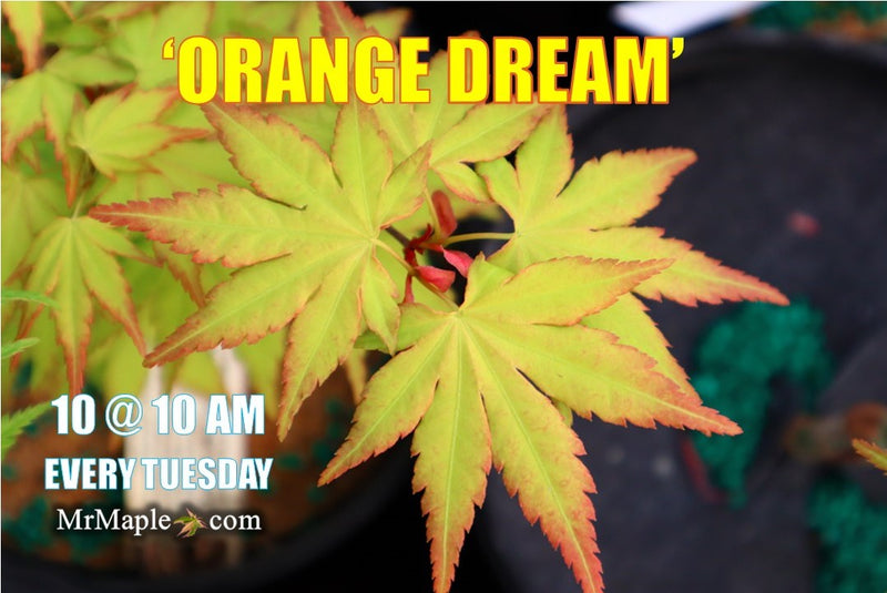 - Acer palmatum 'Orange Dream' Japanese Maple - Mr Maple │ Buy Japanese Maple Trees