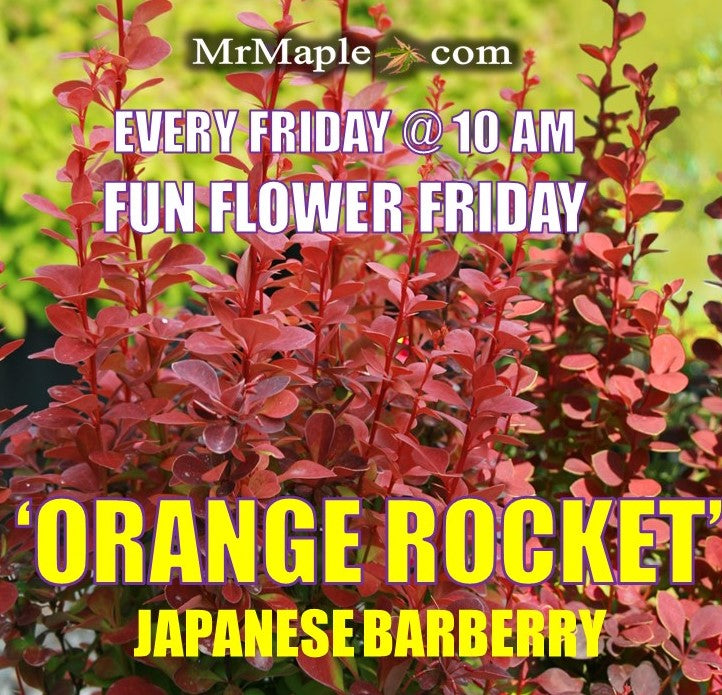 Berberis thunbergii ‘Orange Rocket’ Japanese Barberry