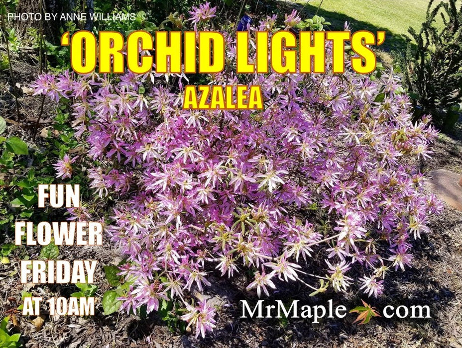 Azalea 'Orchid Lights’ Lavender Flowers Deciduous Azalea