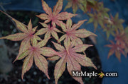 - Acer palmatum 'Frosted Purple' Japanese Maple - Mr Maple │ Buy Japanese Maple Trees