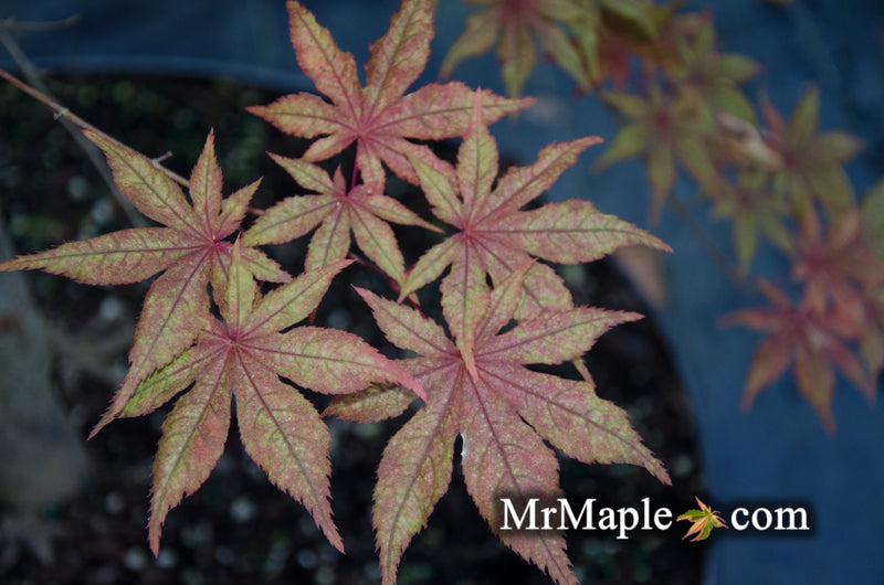 - Acer palmatum 'Frosted Purple' Japanese Maple - Mr Maple │ Buy Japanese Maple Trees