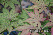 - Acer palmatum 'Frosted Purple' Japanese Maple - Mr Maple │ Buy Japanese Maple Trees