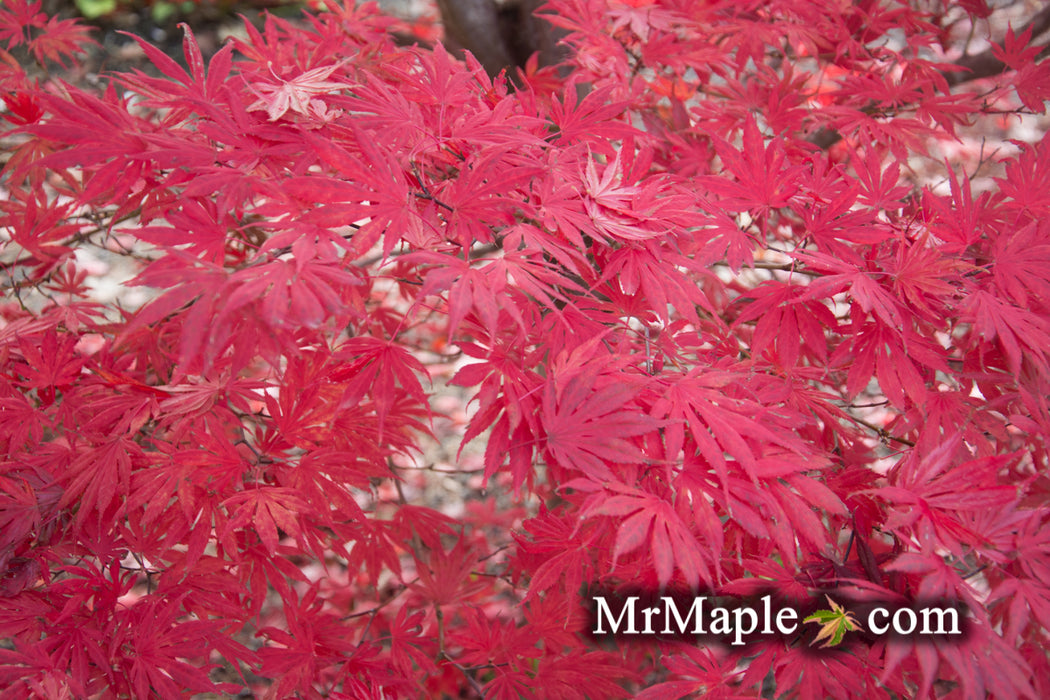 Acer shirasawanum 'Mikado' Japanese Maple