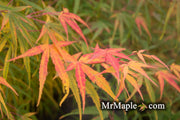 - Acer palmatum 'Yellow Threads' Rare Japanese Maple - Mr Maple │ Buy Japanese Maple Trees