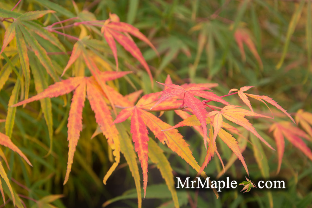 Acer palmatum 'Yellow Threads' Rare Japanese Maple