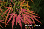 - Acer palmatum 'Yellow Threads' Rare Japanese Maple - Mr Maple │ Buy Japanese Maple Trees