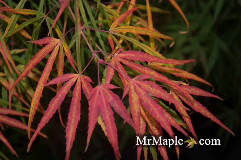- Acer palmatum 'Yellow Threads' Rare Japanese Maple - Mr Maple │ Buy Japanese Maple Trees