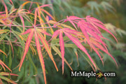 - Acer palmatum 'Yellow Threads' Rare Japanese Maple - Mr Maple │ Buy Japanese Maple Trees