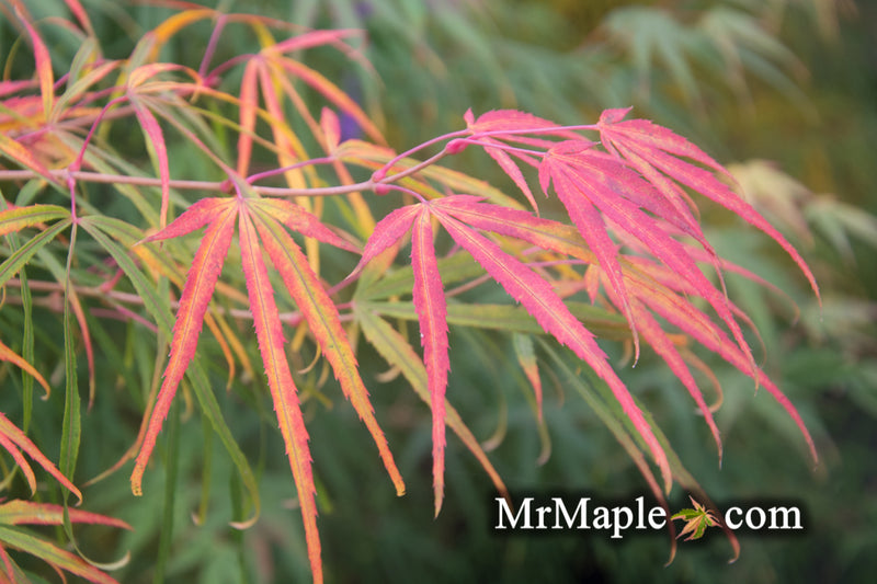 - Acer palmatum 'Yellow Threads' Rare Japanese Maple - Mr Maple │ Buy Japanese Maple Trees
