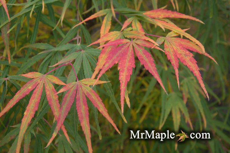 - Acer palmatum 'Yellow Threads' Rare Japanese Maple - Mr Maple │ Buy Japanese Maple Trees