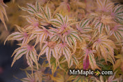 - Acer palmatum 'Ikandi' Japanese Maple - Mr Maple │ Buy Japanese Maple Trees