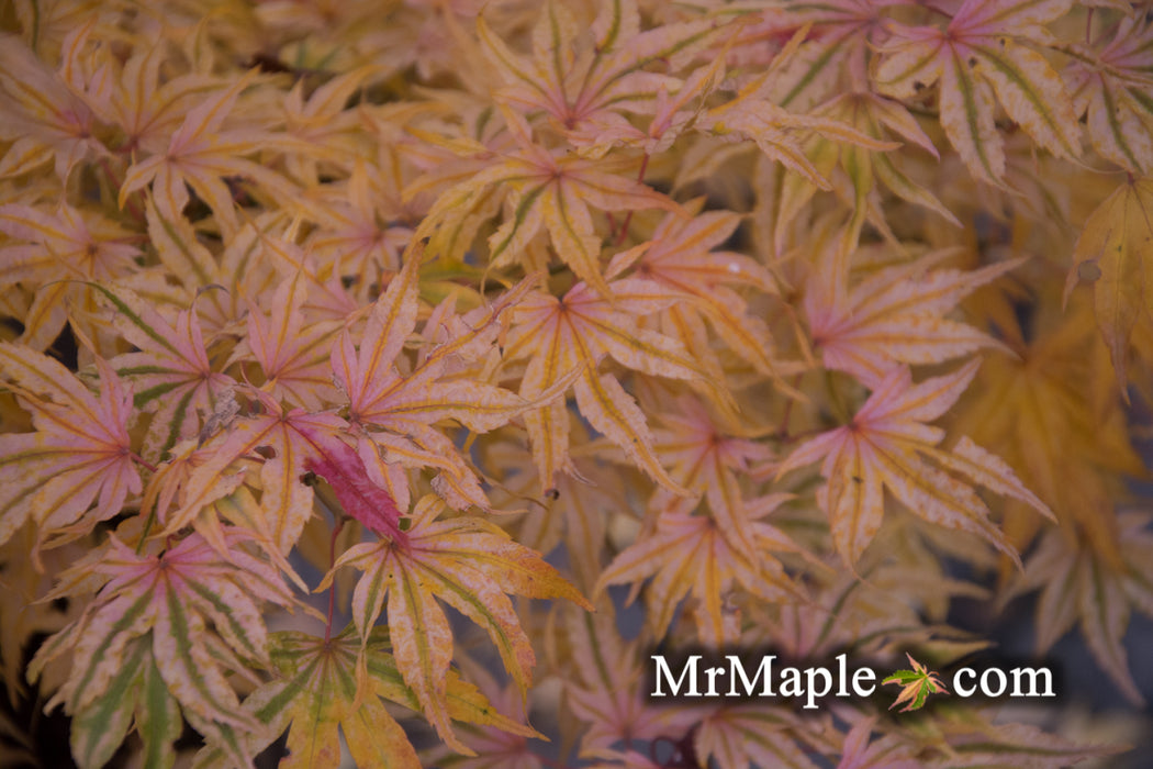 Acer palmatum 'Ikandi' Japanese Maple