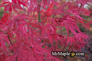 - Acer palmatum 'Lileeanne's Jewel' Japanese Maple - Mr Maple │ Buy Japanese Maple Trees