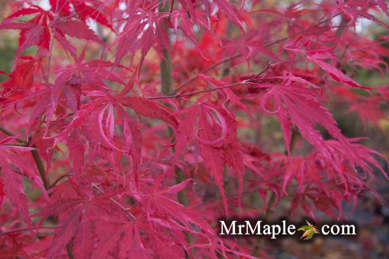 - Acer palmatum 'Lileeanne's Jewel' Japanese Maple - Mr Maple │ Buy Japanese Maple Trees