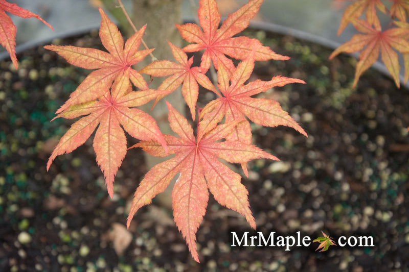 - Acer palmatum 'Frosted Purple' Japanese Maple - Mr Maple │ Buy Japanese Maple Trees