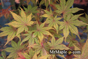 - Acer palmatum 'Frosted Purple' Japanese Maple - Mr Maple │ Buy Japanese Maple Trees