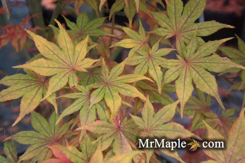- Acer palmatum 'Frosted Purple' Japanese Maple - Mr Maple │ Buy Japanese Maple Trees