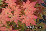 - Acer palmatum 'Frosted Purple' Japanese Maple - Mr Maple │ Buy Japanese Maple Trees