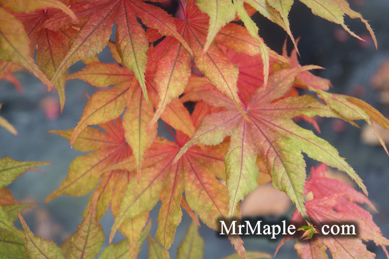 - Acer palmatum 'Frosted Purple' Japanese Maple - Mr Maple │ Buy Japanese Maple Trees