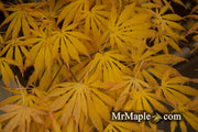 - Acer shirasawanum 'Bronze Age' Bronze Full Moon Japanese Maple - Mr Maple │ Buy Japanese Maple Trees