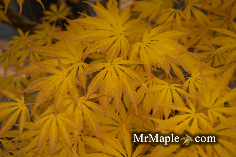 - Acer shirasawanum 'Bronze Age' Bronze Full Moon Japanese Maple - Mr Maple │ Buy Japanese Maple Trees