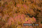 - Acer palmatum 'Ikandi' Japanese Maple - Mr Maple │ Buy Japanese Maple Trees