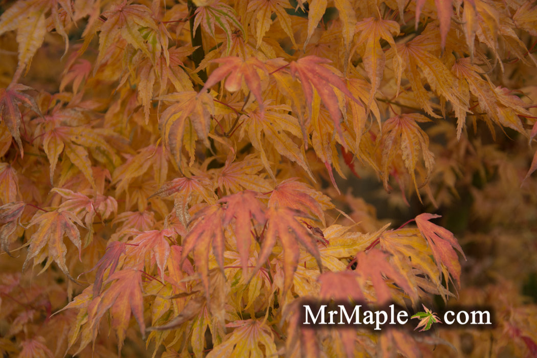 Acer palmatum 'Ikandi' Japanese Maple