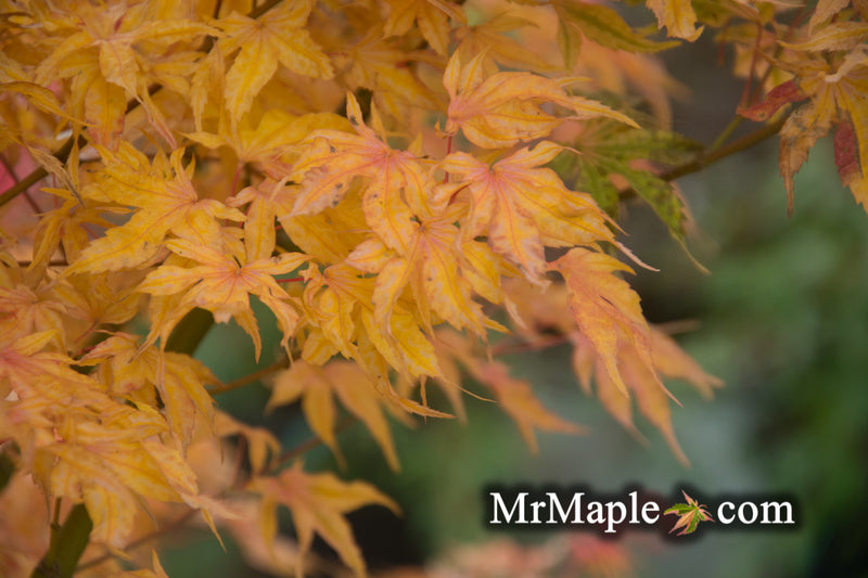 - Acer palmatum 'Ikandi' Japanese Maple - Mr Maple │ Buy Japanese Maple Trees