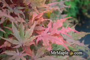 - Acer palmatum 'Waveleaf' Japanese Maple - Mr Maple │ Buy Japanese Maple Trees