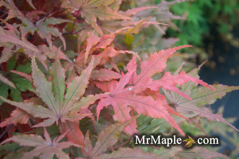 - Acer palmatum 'Waveleaf' Japanese Maple - Mr Maple │ Buy Japanese Maple Trees