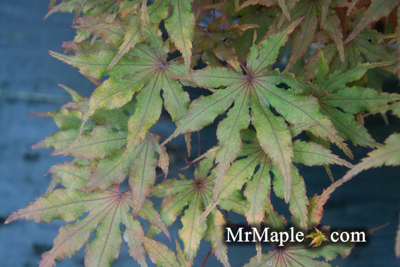 - Acer palmatum 'Waveleaf' Japanese Maple - Mr Maple │ Buy Japanese Maple Trees