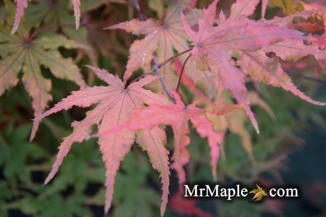 Acer palmatum 'Waveleaf' Japanese Maple