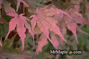 - Acer palmatum 'Waveleaf' Japanese Maple - Mr Maple │ Buy Japanese Maple Trees